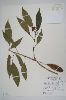 藏品(臺灣樹參)的圖片