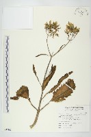 藏品(倒吊蓮、匙葉燈籠草)的圖片