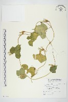 藏品(碗仔花)的圖片