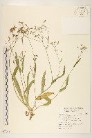 藏品(兔仔菜)的圖片