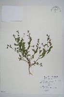 藏品(盾果草)的圖片