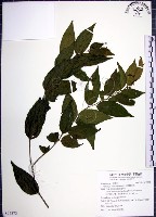 藏品(光果翼核木)的圖片