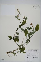 藏品(臺灣馬藍)的圖片