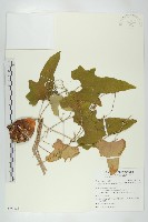 藏品(王瓜)的圖片