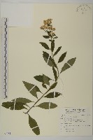 藏品(山白蘭)的圖片