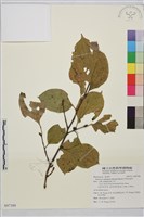 藏品(中原氏鼠李)的圖片