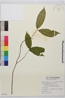 藏品(巒大雀梅藤)的圖片