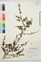 藏品(小葉黃鱔藤)的圖片