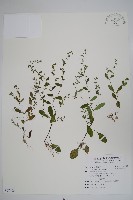 藏品(細纍子草)的圖片