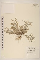 藏品(直莖鼠麴草)的圖片