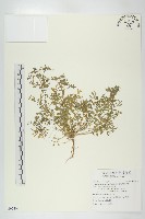 藏品(臭濱芥、臭薺)的圖片