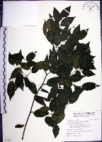 藏品(光果翼核木)的圖片