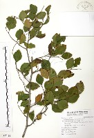 藏品(馬甲子)的圖片