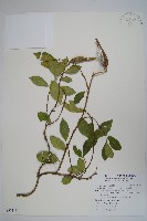 藏品(武靴藤)的圖片