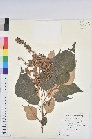 藏品(白匏子)的圖片