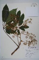 藏品(鵝掌柴、江某、鴨腳樹)的圖片