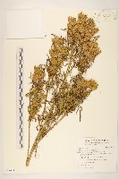 藏品(印加孔雀草)的圖片