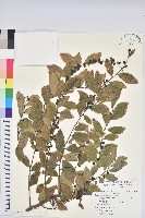 藏品(土密樹)的圖片