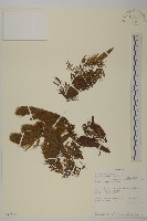 藏品(金魚藻、松藻)的圖片