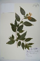 藏品(狹葉莢迷)的圖片