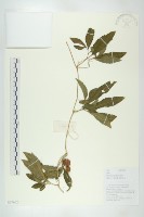 藏品(曲蓮)的圖片