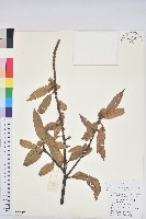 藏品(窄葉石櫟)的圖片