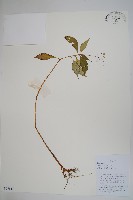 藏品(輻射鳳仙花)的圖片