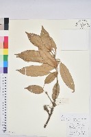 藏品(滇石櫟)的圖片