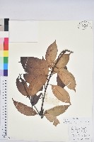 藏品(粉背石櫟)的圖片