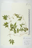 藏品(絞股藍)的圖片