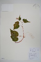 藏品(中華秋海棠)的圖片