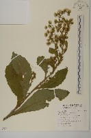 藏品(軟雀花)的圖片