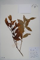 藏品(野扇花)的圖片