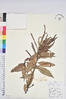 藏品(窄葉石櫟)的圖片