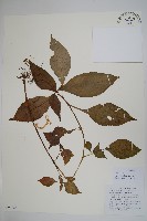 藏品(輻射鳳仙花)的圖片