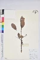 藏品(南燭)的圖片