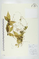 藏品(長葉絞股藍)的圖片