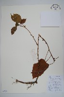 藏品(三角咪草)的圖片