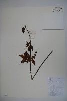 藏品(鬼吹簫)的圖片