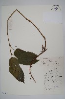 藏品(三角咪草)的圖片