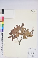 藏品(美麗馬醉木)的圖片