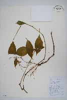 藏品(牛膝)的圖片