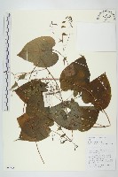 藏品(白藤)的圖片