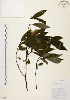 藏品(山胡椒)的圖片