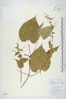 藏品(小萼飛娥藤)的圖片