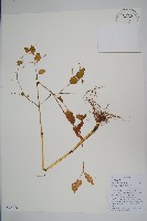 藏品(波緣鳳仙花)的圖片