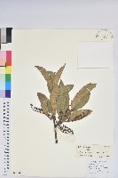 藏品(南燭)的圖片