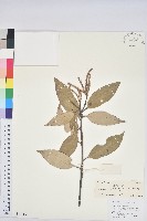 藏品(白穗石櫟)的圖片