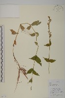 藏品(老鸛筋)的圖片