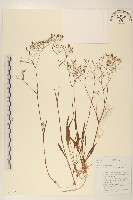 藏品(多頭苦菜、野剪刀股)的圖片